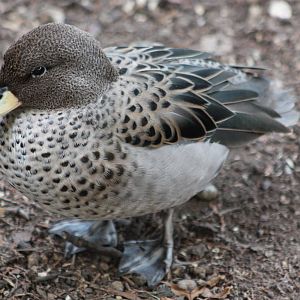 Chilean Teal, 28th September 2014