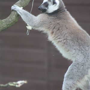 Enriched Ring-tailed Lemur, 28th September 2014