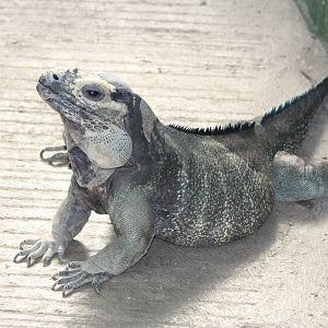 Rhinoceros Iguana, 23rd September 2014