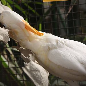 Citron-crested Cockatoo, 23rd September 2014