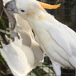 Citron-crested Cockatoo, 23rd September 2014