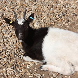 Young Bagot Goat, 23rd September 2014
