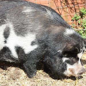 Kune Kune Pig, 23rd September 2014