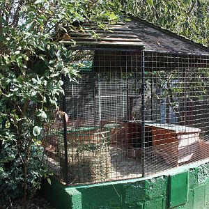 Guinea Pig exhibit, 23rd September 2014