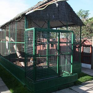 Ring-tailed Lemur exhibit, 23rd September 2014