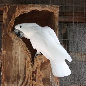 Umbrella Cockatoo, 23rd September 2014