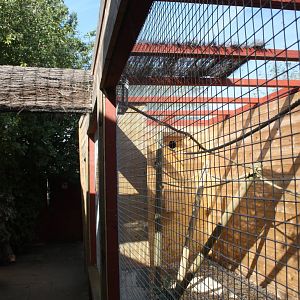 New outdoor aviary with access to indoors for Red-billed Toucans, 23rd Sept