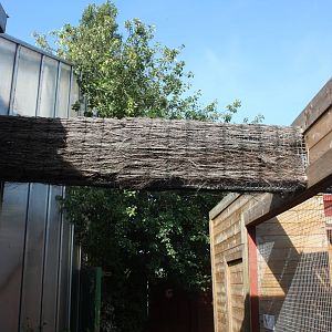 Closer view of access between indoor and outdoor toucan aviaries, 23rd Sept