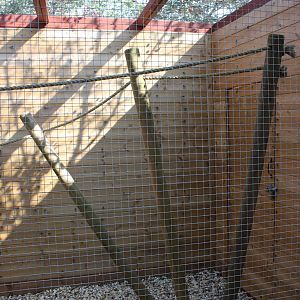 Intrior of new outdoor aviary for Red-billed Toucans, 23rd September 2014
