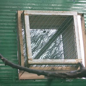 Access between indoor and outdoor toucan aviaries, 23rd September 2014