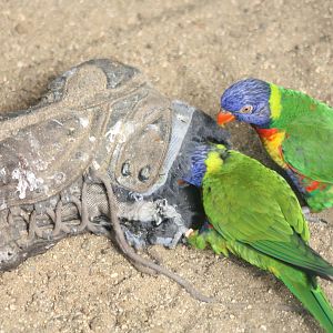 Swainson's Lorikeets, 23rd Septemebr 2014