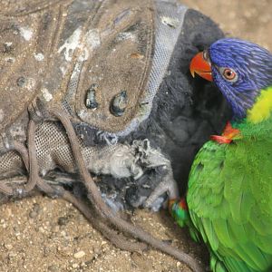 Swainson's Lorikeets, 23rd September 2014