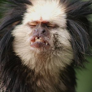 Geoffrey's Marmoset