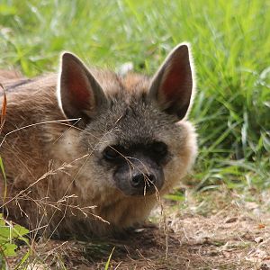 Southern Aardwolf