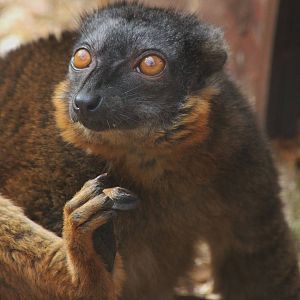 Collared Lemur