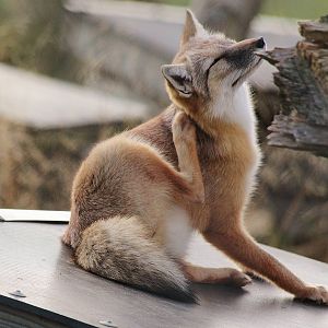 Corsac Fox