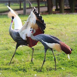 East African Crowned Cranes