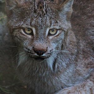 Canadian Lynx