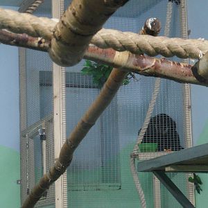 Male gibbon in the introduction cage