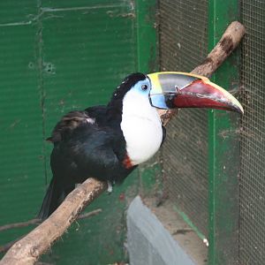 Red-billed Toucan, 23rd September 2014