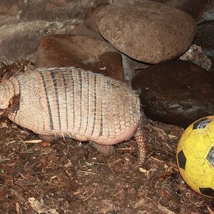 Six-banded Armadillo, 23rd September 2014