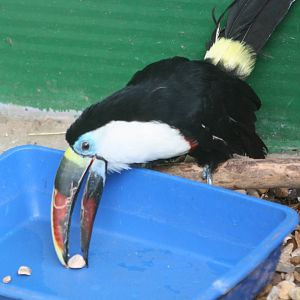 Red-billed Toucan, 23rd September 2014