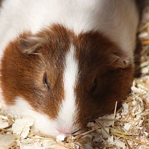 Guinea Pig, 23rd September 2014