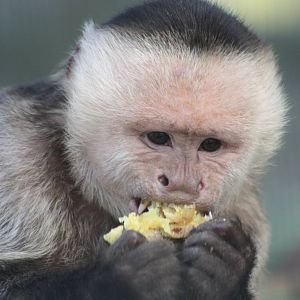 White-throated Capuchin, 23rd September 2014
