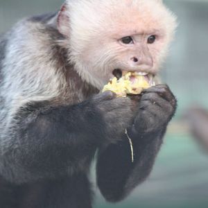White-throated Capuchin, 23rd September 2014