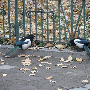Magpies foraging