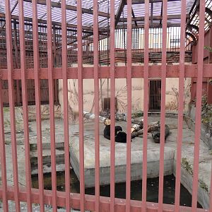 Asiatic black bear exhibit