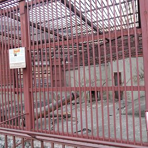 Himalayan brown bear exhibit