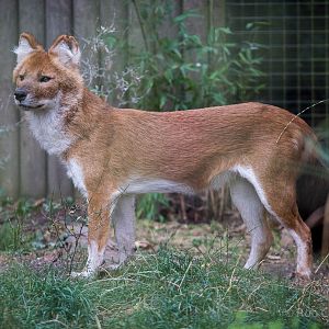 Dhole : Twycross : 19 Sep 2014