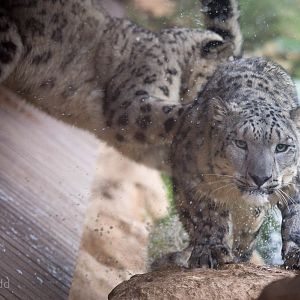 Snow leopard : Twycross : 19 Sep 2014