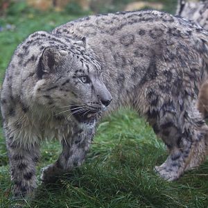Snow leopard : Twycross : 19 Sep 2014