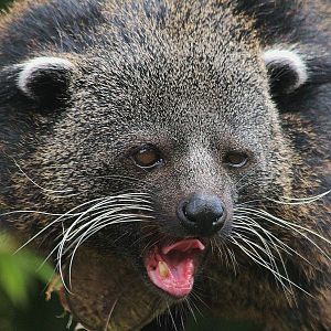 Binturong