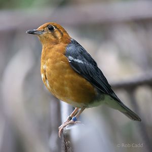 Orange-headed thrush : Cotswold WP : 28 May 2014
