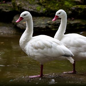 Coscoroba swans : Cotswold WP : 28 May 2014