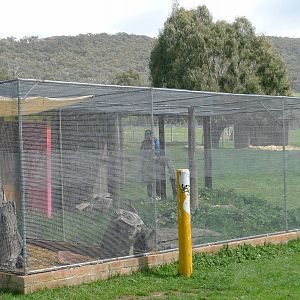 Spotted Quoll enclosure