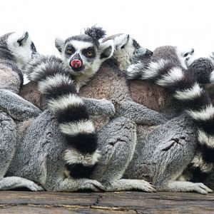 Ring-tailed lemurs : Cotswold WP : 27 Jun 2014