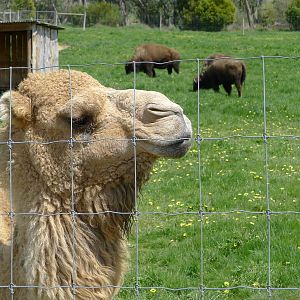 Camel and Bison