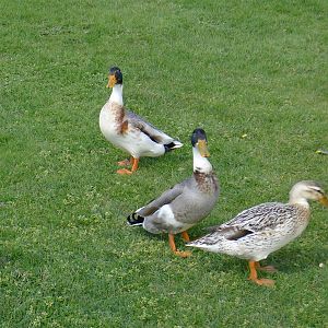 feeding the friendly domestic ducks