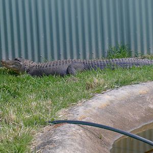 Tim, the American Alligator