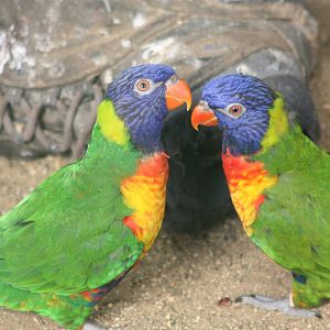 Swainson's Lorikeets, 23rd September 2014