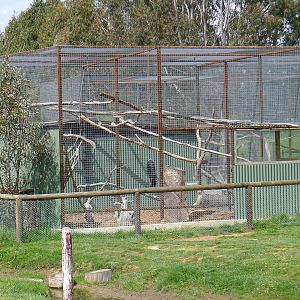 the enlarged monkey enclosures