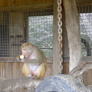 Rhesus Monkey