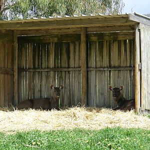 Rosie and Lily< the Sambar Deer
