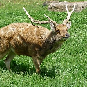 Rusa Stag