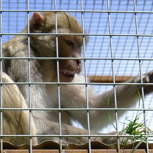Rhesus Monkey