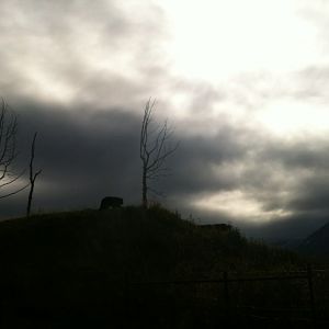 American Black Bear Exhibit